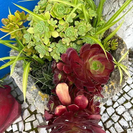 Casa Do Poco אובידוס